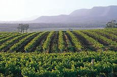 Explore the wines of the Hunter Valley