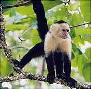 Primates in Manuel Antonio
