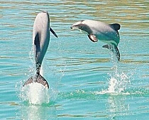 Swim with dolphins in Akaroa, South Island