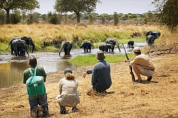 Walking safaris provide more intimate animal observation
