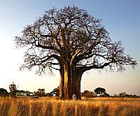 Tarangire's famous Baobab trees