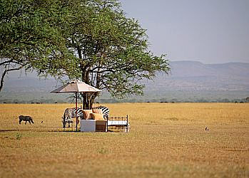 Romance on the plains of the Serengeti