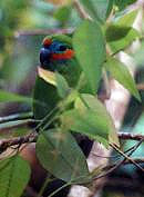 Canopy wildlife