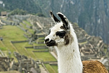 Llamas are part of the Citadel's landscape